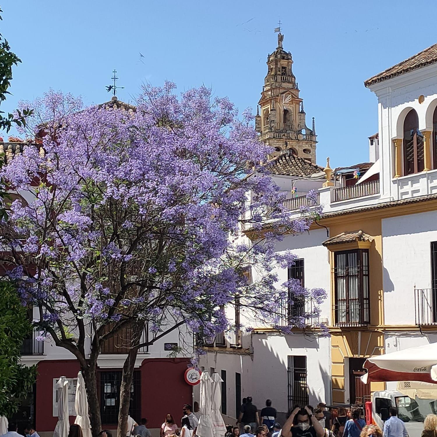 A 20 Metros De La Mezquita Catedral ,Apartamentos Turistico Cespedes 5 Cordoba Bilik gambar